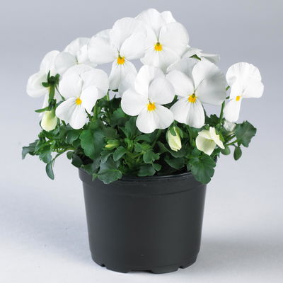Hornveilchen XL, weiß, Topf-Ø 12cm, 6 Pflanzen