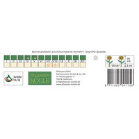 Kölles Beste Afrikanische Blutblume, rot, Größe 14/16, 1 Blumenknolle