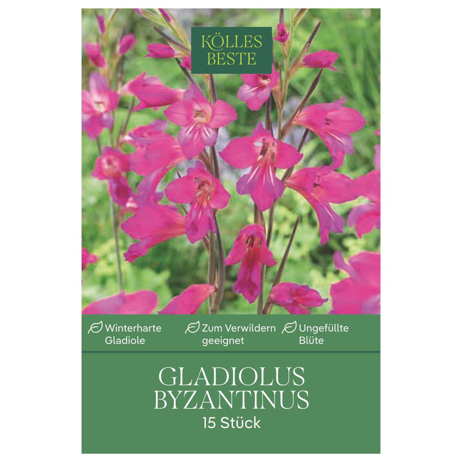 Kölles Beste Gladiolus byzantinus, 15 Blumenzwiebeln