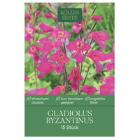 Kölles Beste Gladiolus byzantinus, 15 Blumenzwiebeln