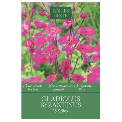Kölles Beste Gladiolus byzantinus, 15 Blumenzwiebeln