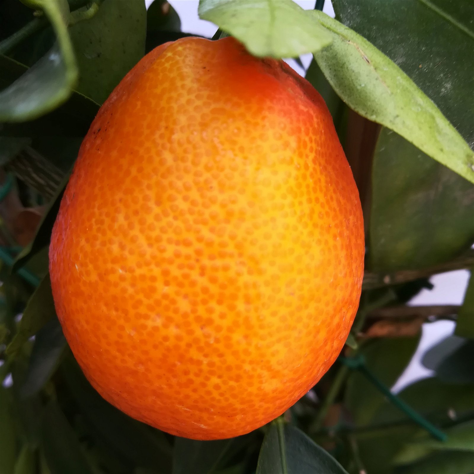 Kumquat-Clementine 'Kucle', Ministamm, Topf-Ø 15 cm, Höhe ca. 40 cm