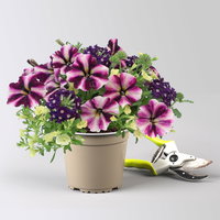 Sommerblüher-Mix, gelb-lila-weiß, Topf-Ø 13 cm, 6 Pflanzen