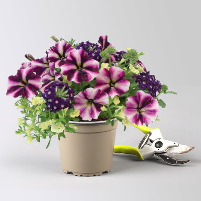 Sommerblüher-Mix, gelb-lila-weiß, Topf-Ø 13 cm, 6 Pflanzen