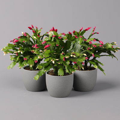 Weihnachtskaktus 'Duo', Farben zufällig , Topf-Ø 12 cm, 3 Pflanzen