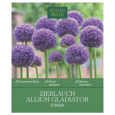 Allium Gladiator (Zierlauch) lila, 5 Blumenzwiebeln