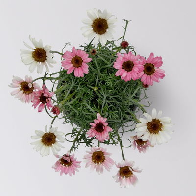 Rhodanthemum hosmariense, hellrosa, Topf-Ø 13 cm, 6er-Set