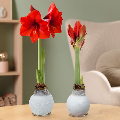 Amaryllis in Wachs, Dekor 'White Mix', zufällig, Blüte rot, 2 Pflanzen Amaryllis in Wachs, Dekor 'White Mix', zufällig, Blüte rot, 2 Pflanzen