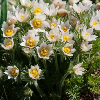 Küchenschelle, Farben zufällig, Topf-Ø 13 cm, 6 Pflanzen Küchenschelle, Farben zufällig, Topf-Ø 13 cm, 6 Pflanzen