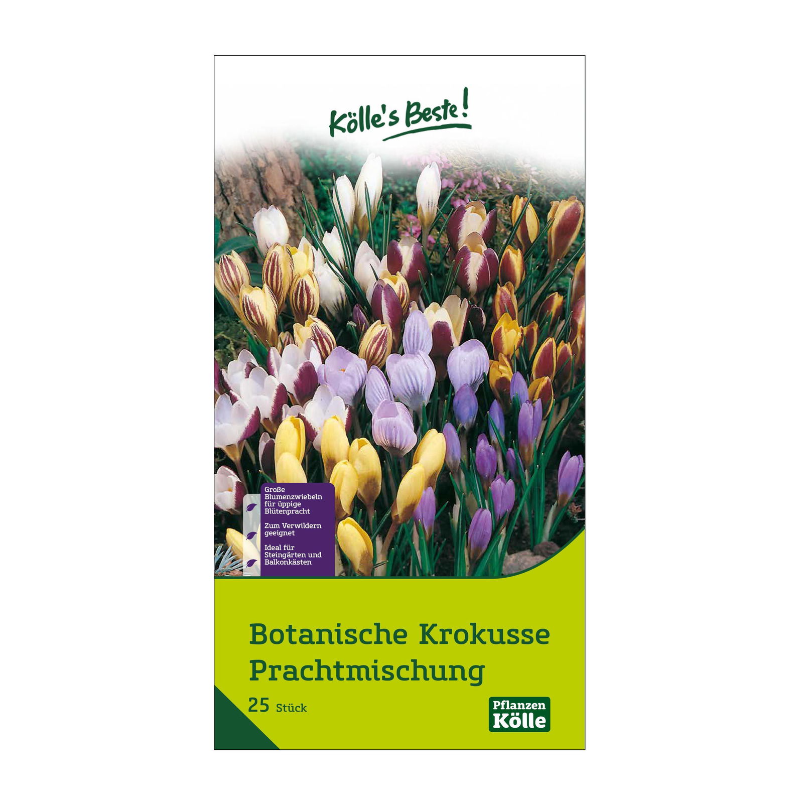 botanische Krokusse 'Prachtmischung', Farbmix, 25 Blumenzwiebeln