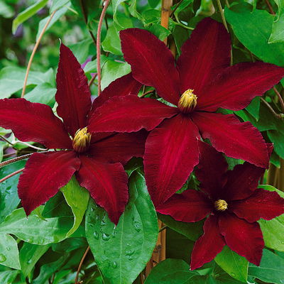 Clematis 'Niobe', 2er-Set, rot, Höhe 60-80 cm, Topf 2 Liter