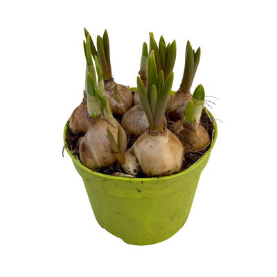 Mixtopf Narzissen und Muscari, blau-gelb, Topf-Ø 12 cm, 6 Pflanzen