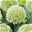 Zierlauch Arten Allium Karataviense