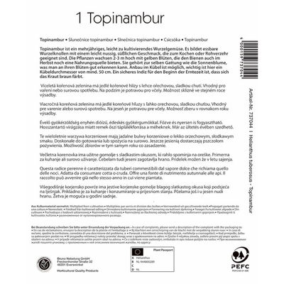 Kiepenkerl Roter Topinambur 'Violet de Rennes®' Kiepenkerl Roter Topinambur 'Violet de Rennes®'