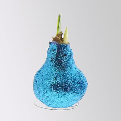 Amaryllis in Wachs, Dekor ' Create Blue', Farbe zufällig, Blüte rot, 2 Pflanzen