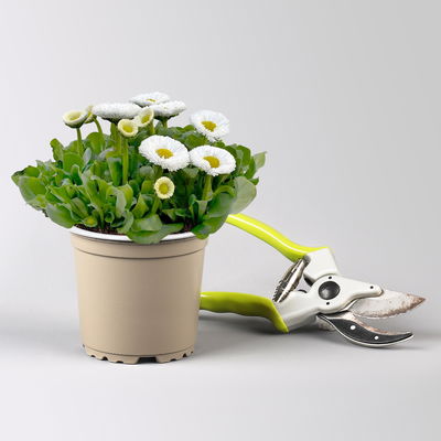 Grabbepflanzung Frühling grün-weiß, 12 Pflanzen