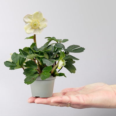 Christrose Mini, weiß, Topf-Ø 6 cm, 4 Pflanzen Christrose Mini, weiß, Topf-Ø 6 cm, 4 Pflanzen