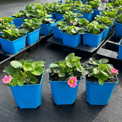 Bio Erdbeere Hummi® 'Merosa', öftertragend, Topf 11x11 cm, 3 Pflanzen