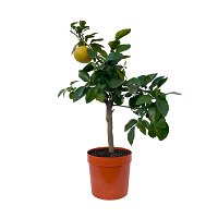 Grapefruitbaum, Stamm, Topf-Ø 20 cm, Höhe ca. 70 cm