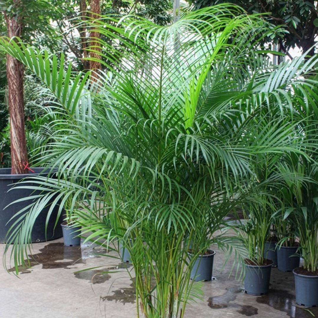 Goldfruchtpalme, Topf-Ø 40 cm, Höhe ca. 200 cm