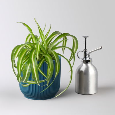 Grünlilie 'Bonnie', Topf-Ø 12 cm, inkl. Übertopf Vibes blau, 2 Pflanzen