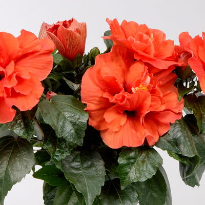 Hibiskus HibisQs® 'Adonicus Double Orange' orange, Topf-Ø 13 cm, 2 Pflanzen Hibiskus HibisQs® 'Adonicus Double Orange' orange, Topf-Ø 13 cm, 2 Pflanzen