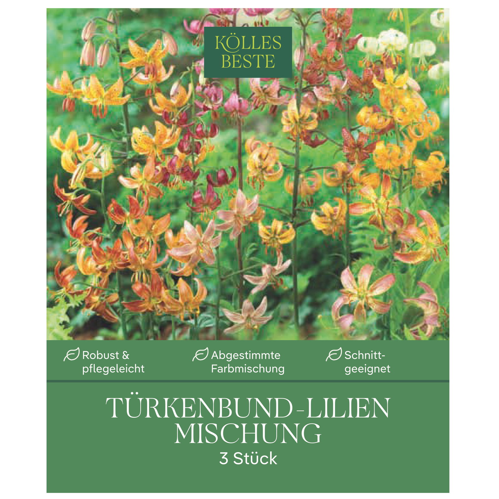 Kölles Beste Türkenbundlilie Mischung, Gr. 16/18, 3 Blumenknollen