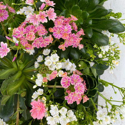 Lewisia cotyledon, Farben zufällig, Topf-Ø 12 cm, 6er-Set