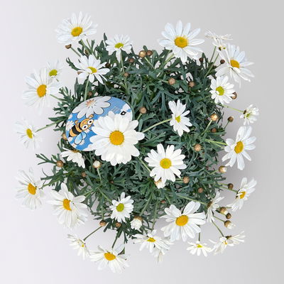 Margerite 'Beejou', weiß, Topf-Ø 14 cm, 3 Pflanzen