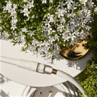 Polsterglockenblume 'Ambella® White' weiß, Topf-Ø 15 cm, 3er-Set