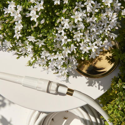 Polsterglockenblume 'Ambella® White' weiß, Topf-Ø 15 cm, 3er-Set