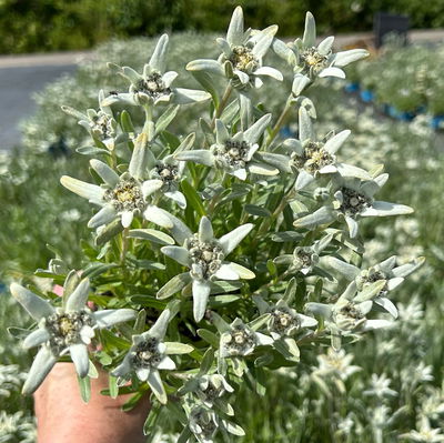 Alpen-Edelweiß, weiß, Topf 9x9 cm, 3 Pflanzen Alpen-Edelweiß, weiß, Topf 9x9 cm, 3 Pflanzen