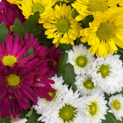 Chrysanthemen 'Swifty Trio', weiß, gelb und dunkelrot, Topf-Ø 12 cm, 6 Pflanzen