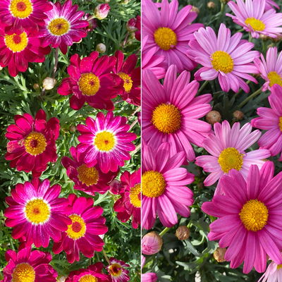 Margerite, Farbe zufällig, Topf-Ø 18/19 cm, 2 Pflanzen Margerite, Farbe zufällig, Topf-Ø 18/19 cm, 2 Pflanzen