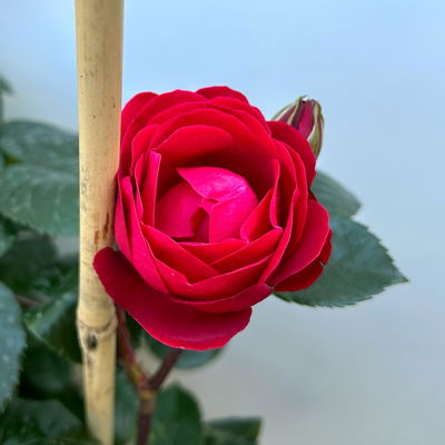 Beetrose 'Kompass'®, rot, Doppelbogen, Topf 10 Liter Beetrose 'Kompass'®, rot, Doppelbogen, Topf 10 Liter