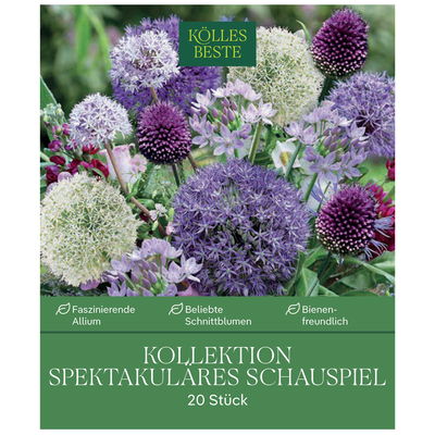 Allium-Blumenmischung 'Spektakuläres Schauspiel', 20 Zwiebeln
