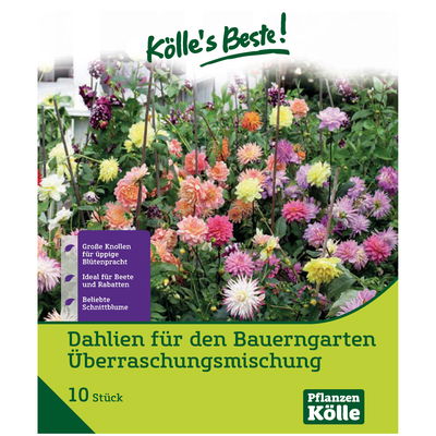 Dahlien-Überraschungsmischung, 10 Blumenknollen