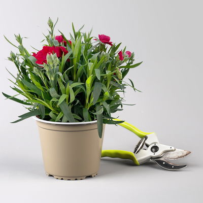 Nelke 'Oscar®', Farbe zufällig, Topf-Ø 14 cm, 4 Pflanzen