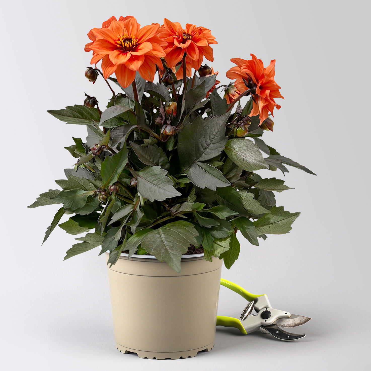 Dahlie, orange, dunkellaubig, Topf-Ø 19 cm, 2 Pflanzen
