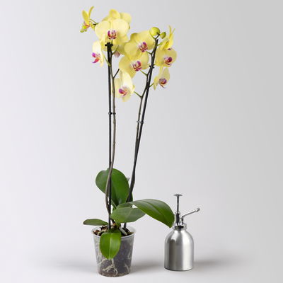 Schmetterlingsorchidee 'Miraflor', gelb, 2 Rispen, Topf-Ø 12 cm, Höhe ca. 60 cm Schmetterlingsorchidee 'Miraflor', gelb, 2 Rispen, Topf-Ø 12 cm, Höhe ca. 60 cm