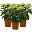 Chrysantheme 'Chrysanne® Zembla Next Lime' grün-weiß großbl. Topf-Ø 13cm 3er-Set