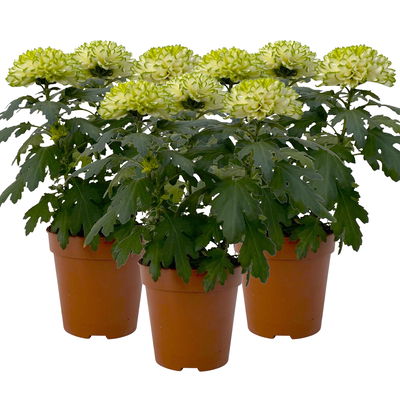 Chrysantheme 'Chrysanne® Zembla Next Lime', grün-weiß, Topf-Ø 13cm, 3 Pflanzen