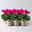 Alpenveilchen 'Outland', pink, Topf-Ø 10,5 cm, 6 Pflanzen Alpenveilchen 'Outland', pink, Topf-Ø 10,5 cm, 6 Pflanzen
