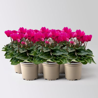 Alpenveilchen 'Outland', pink, Topf-Ø 10,5 cm, 6 Pflanzen Alpenveilchen 'Outland', pink, Topf-Ø 10,5 cm, 6 Pflanzen