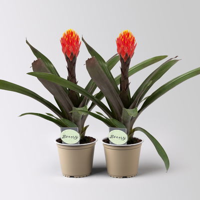 Guzmania 'Tala', orange-gelb, Topf-Ø 12 cm , Höhe ca. 45 cm, 2 Pflanzen