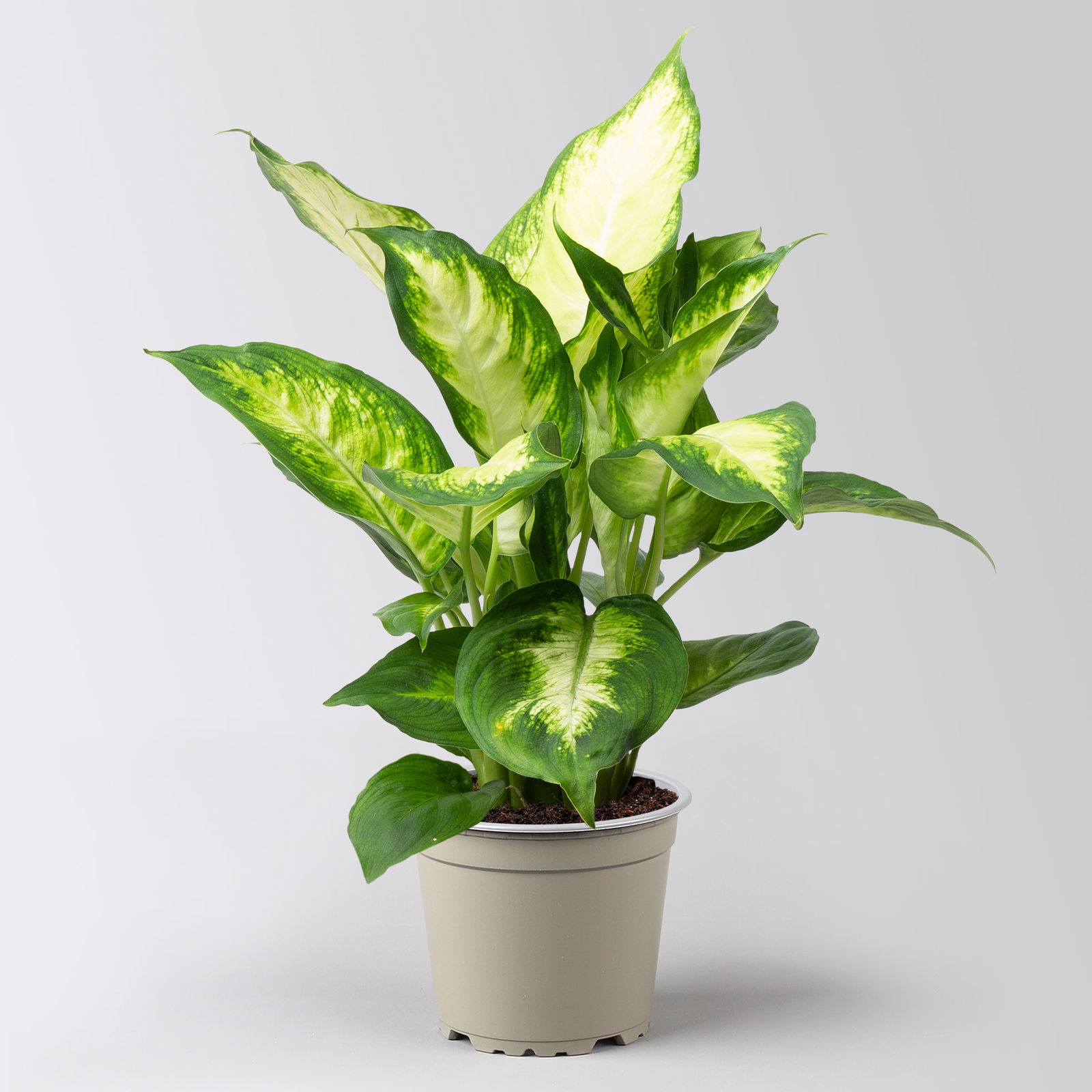 Dieffenbachie 'Camilla', Topf-Ø12cm, Höhe ca. 25 cm, 3er-Set