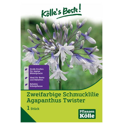 Agapanthus Twister, blau & weiß, 1 Blumenzwiebel