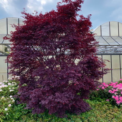 Japanischer Ahorn 'Black Lace' PBR, rotlaubig, Höhe 80 - 100 cm, Topf 10 Liter