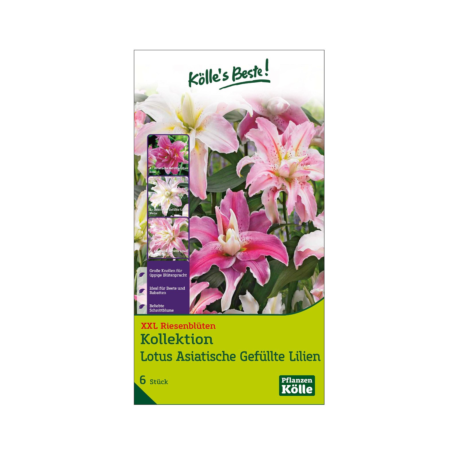 XXL Lotus-Lilien Kollektion, weiß, rosa, Größe 16/18, 6 Blumenzwiebeln