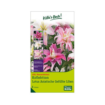 XXL Lotus-Lilien Kollektion, weiß, rosa, Größe 16/18, 6 Blumenzwiebeln XXL Lotus-Lilien Kollektion, weiß, rosa, Größe 16/18, 6 Blumenzwiebeln